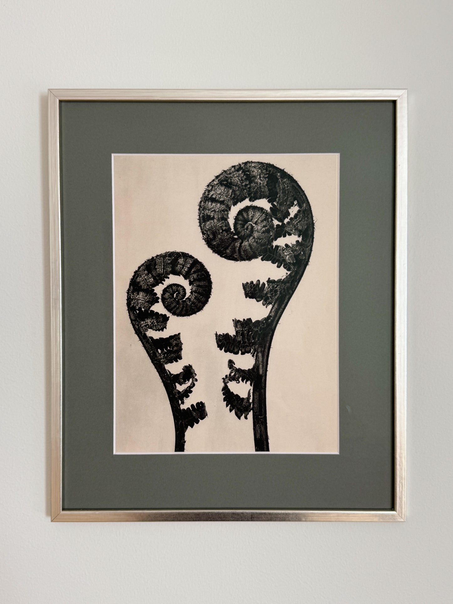 Karl Blossfeldt 06