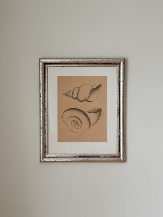 Blyertsskiss snäckor