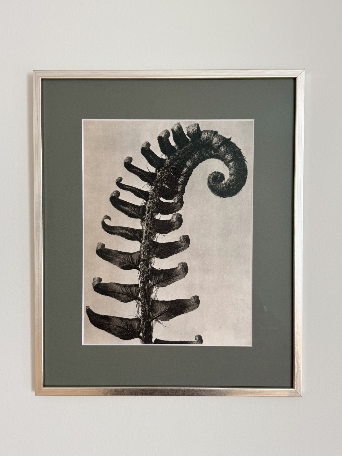 Karl Blossfeldt 01