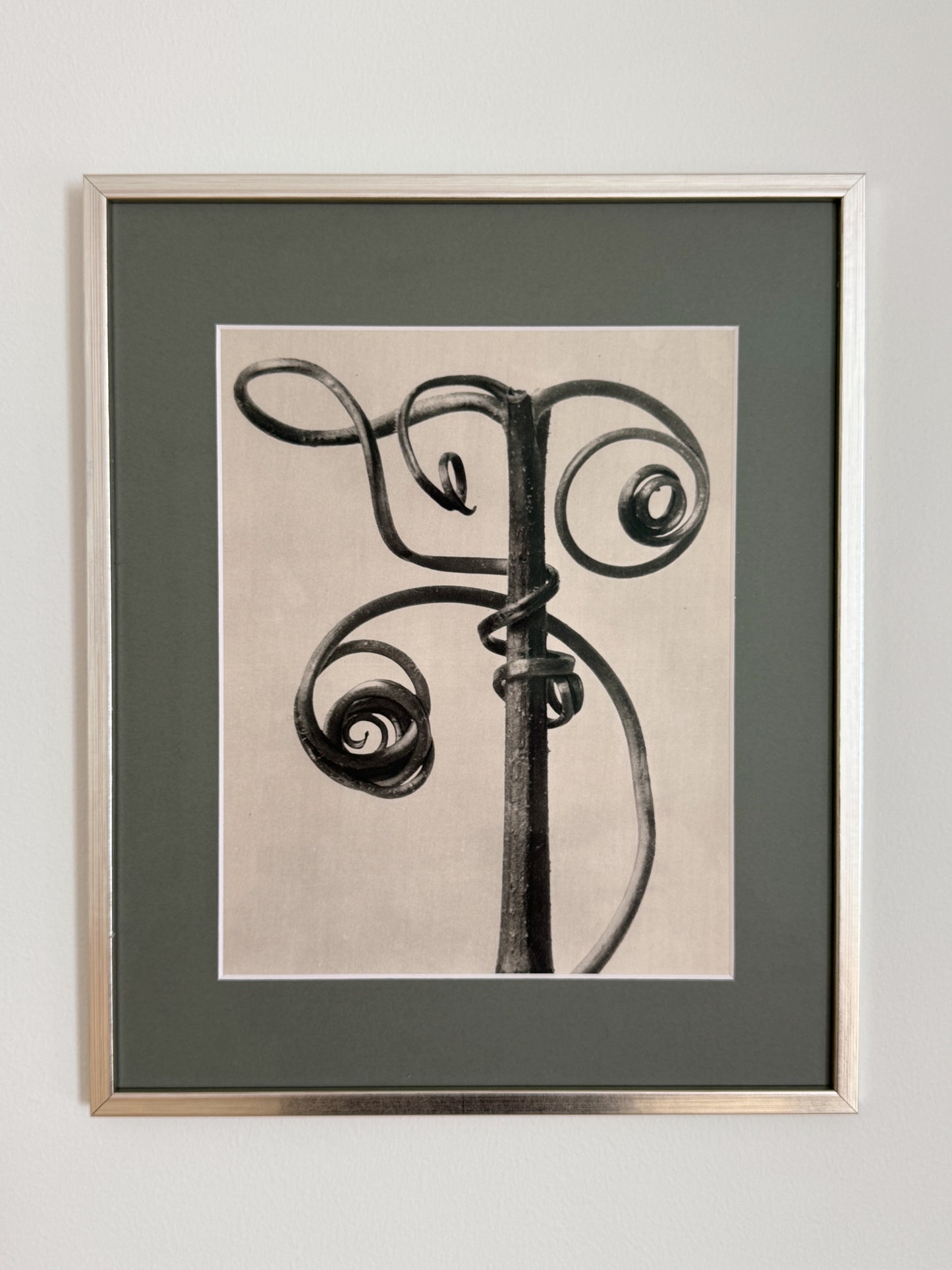 Karl Blossfeldt 02