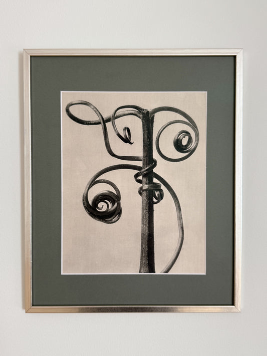 Karl Blossfeldt 02