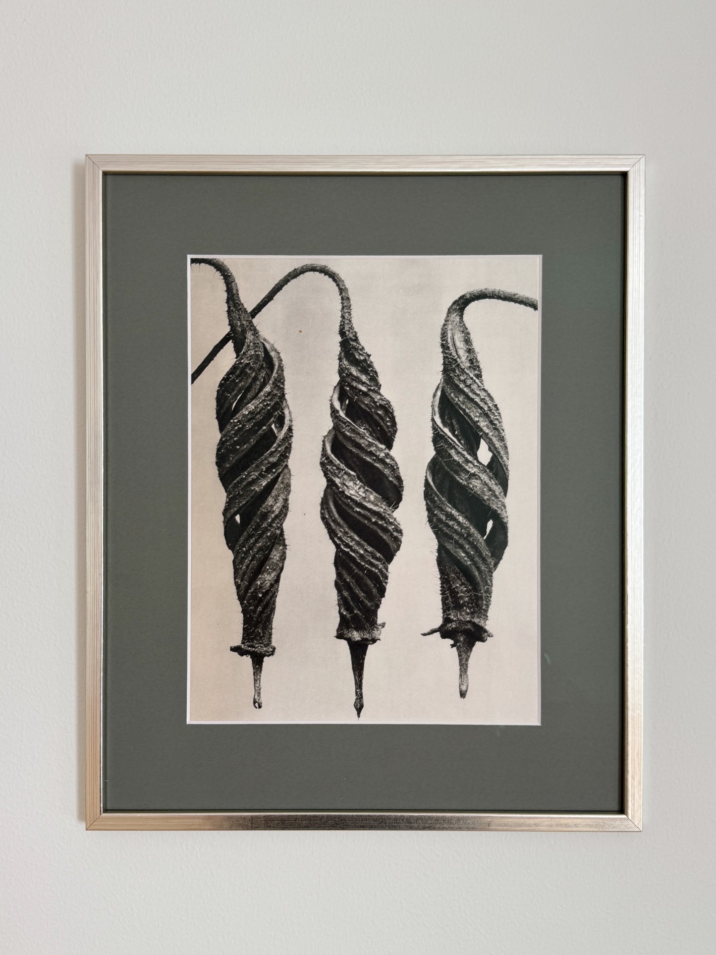 Karl Blossfeldt 07