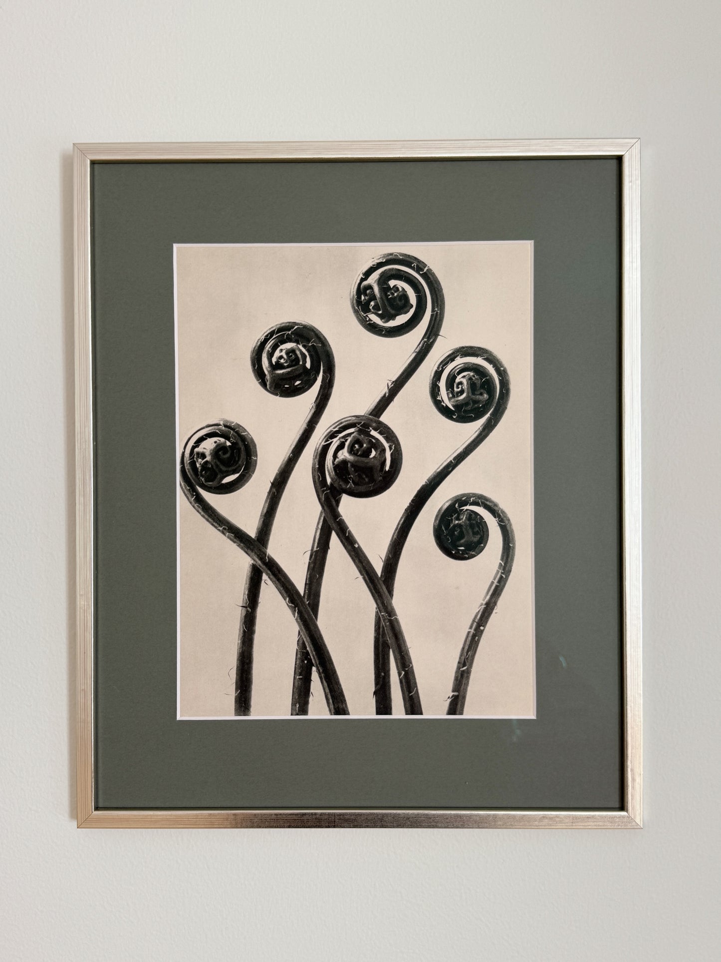 Karl Blossfeldt 09