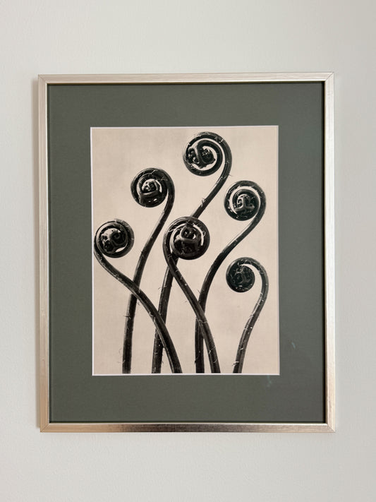 Karl Blossfeldt 09