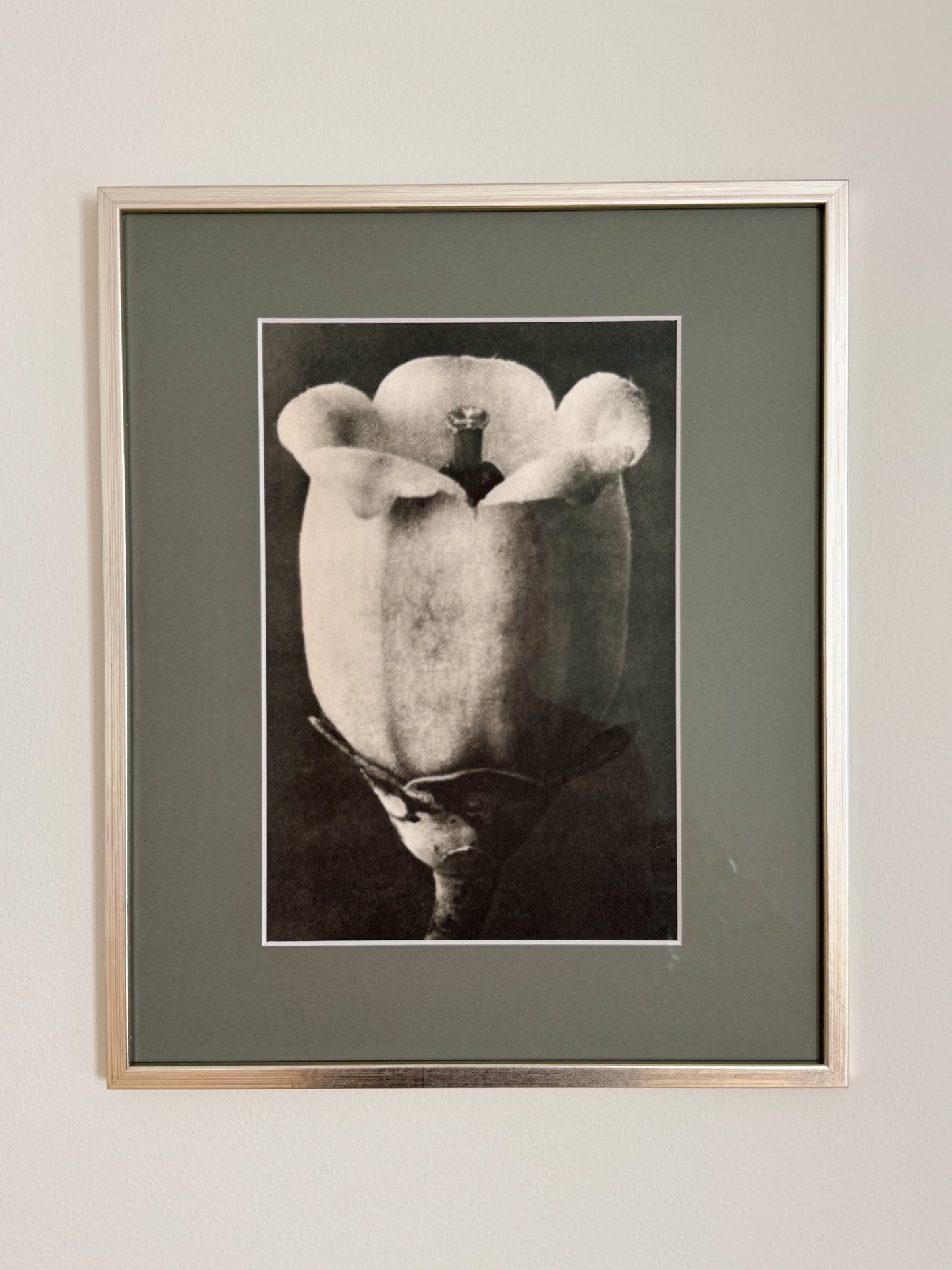 Karl Blossfeldt 05