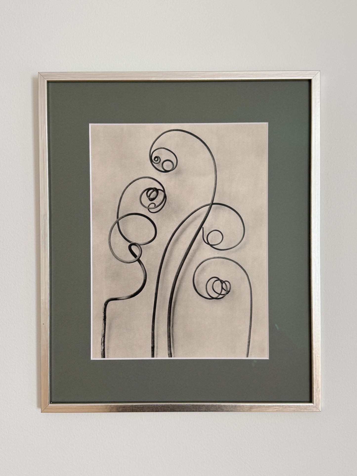 Karl Blossfeldt 04