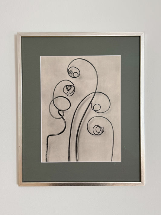 Karl Blossfeldt 04