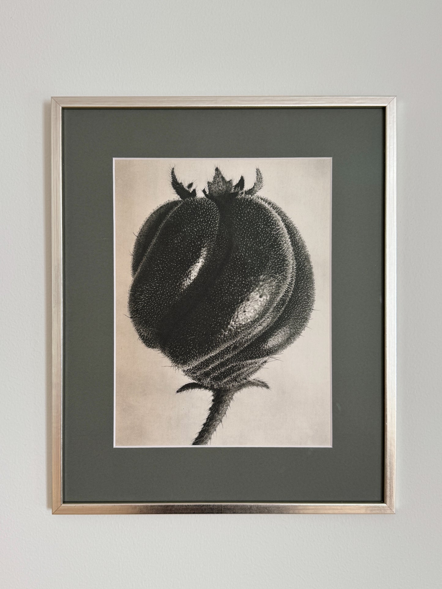 Karl Blossfeldt 08