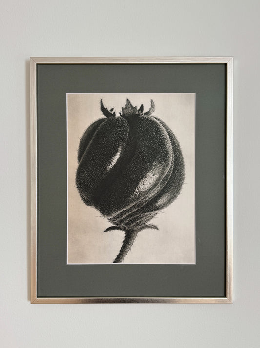 Karl Blossfeldt 08
