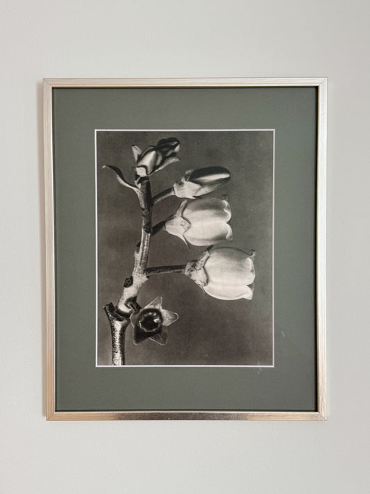 Karl Blossfeldt 10