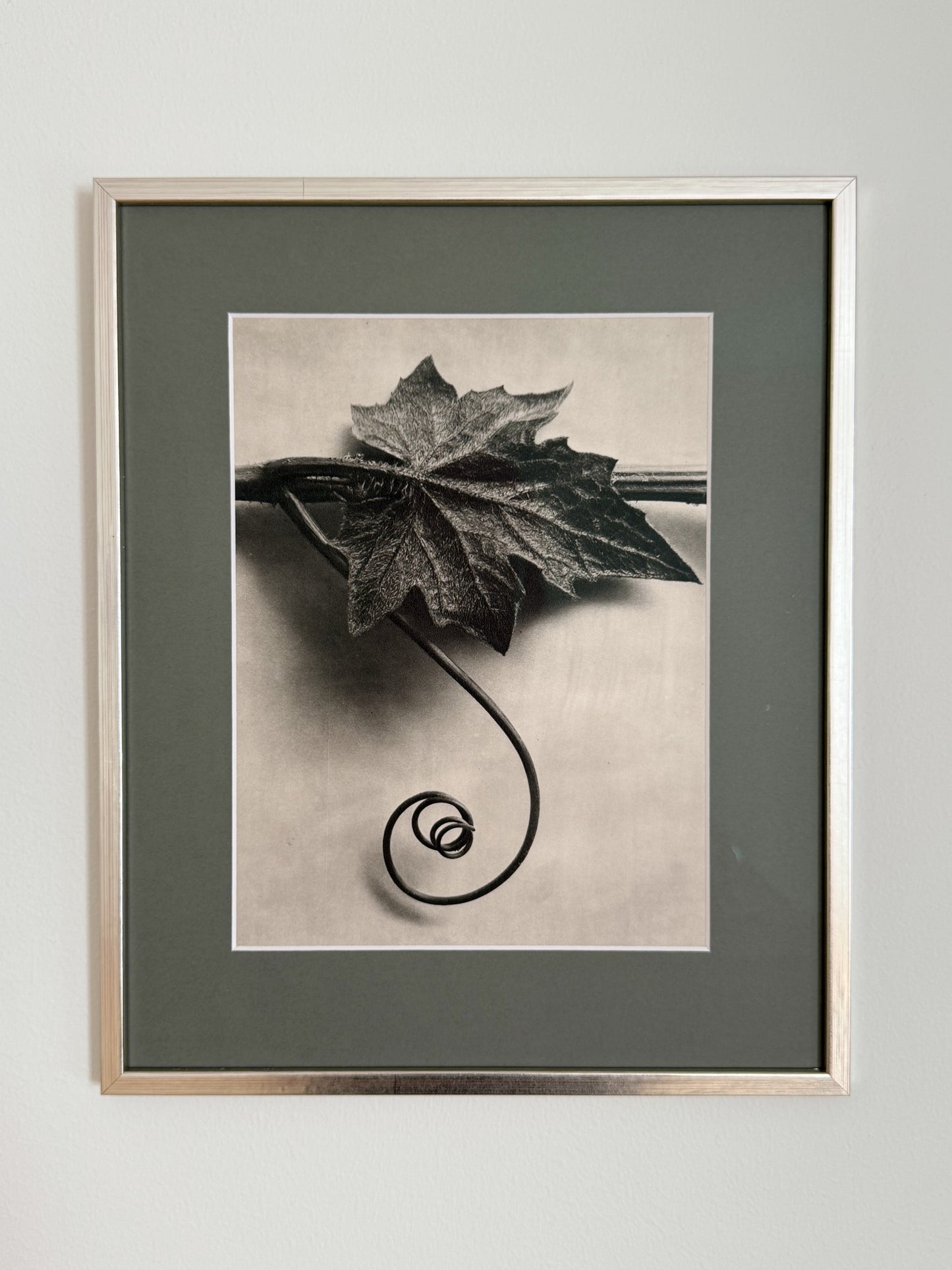 Karl Blossfeldt 03